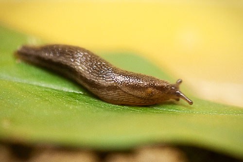 Slug 5
