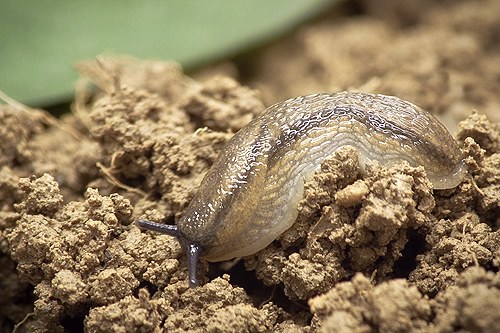 Slug 6