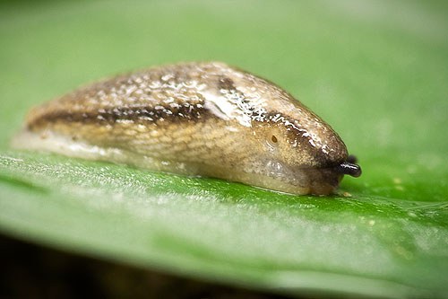 Slug 7