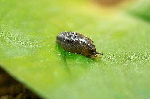 Slug 8