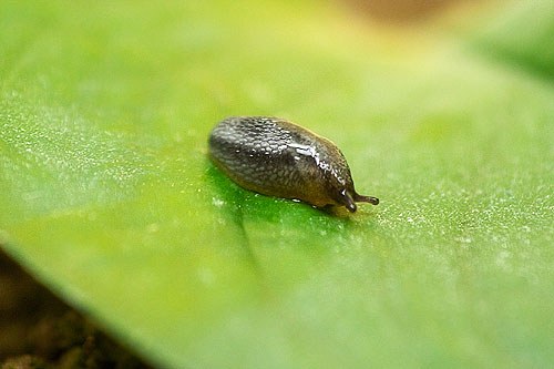 Slug 8
