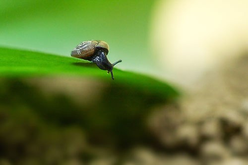 Snail 1