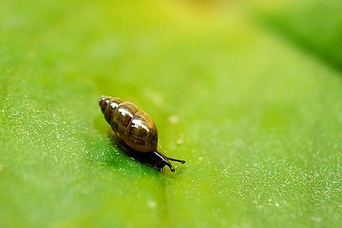 Snail 2