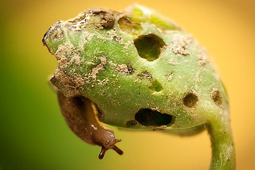 Soybean Damage