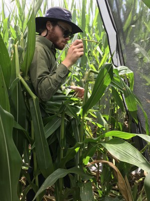 Keelin aspirating western corn rootworms in an emergence tent