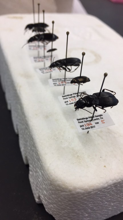 Kyra's pinned ground beetles