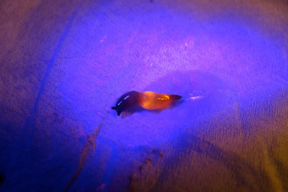 fluorescent slug