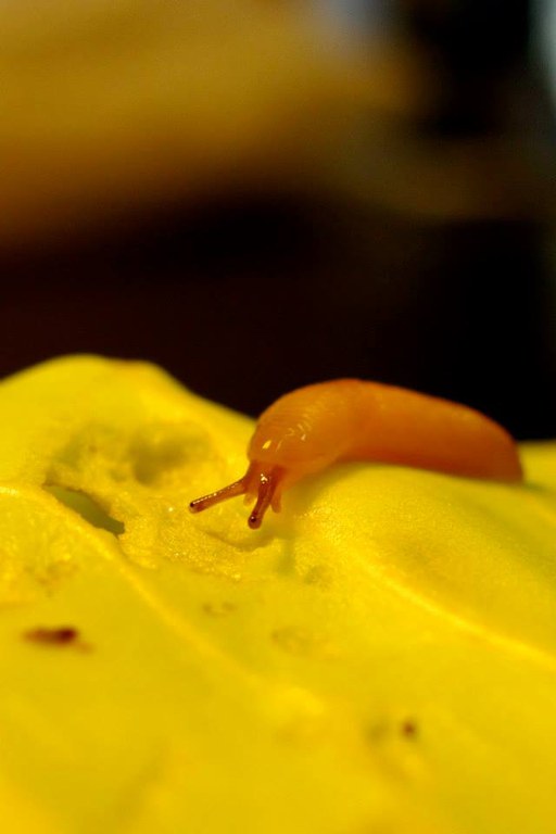 non-fluorescent slug