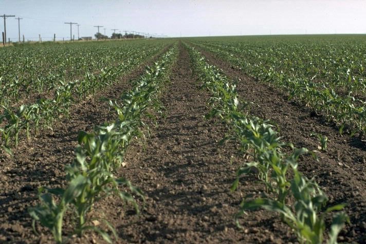 field crops research