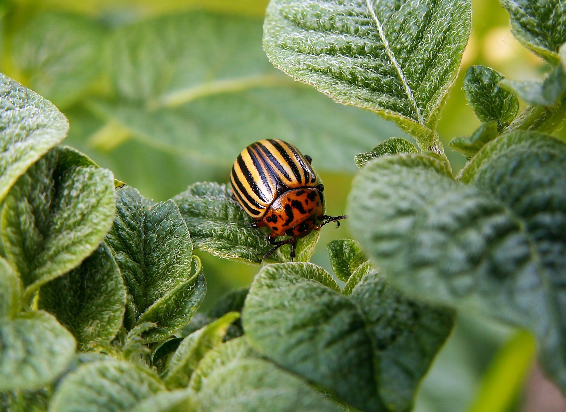 Agricultural Pests — Department of Entomology